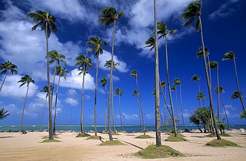 Beach with palm trees, Coco Beach, Rio Grande, Puerto Rico, Caribbean