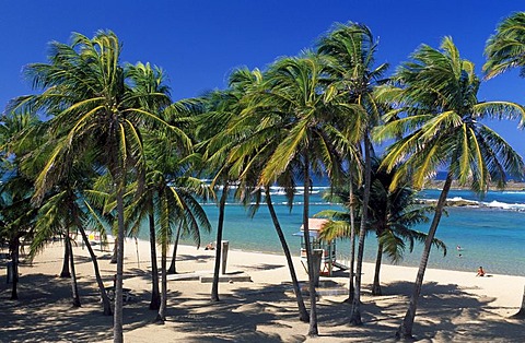 Beach with palm trees, Escambron Beach, San Juan, Puerto Rico, Caribbean