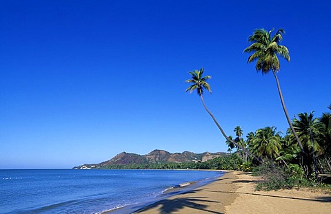 Beach with palm trees, Tres Hermanos Beach, Anasco, Puerto Rico, Caribbean