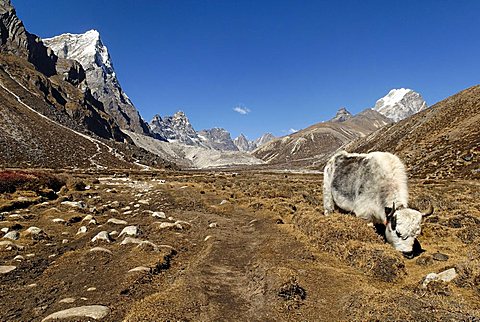 yak at Lobuche Khola valley with Arakamtse (6423) and Lobuche East Peak (6119), Khumbu Himal, Sagarmatha National Park, Nepal