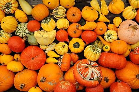 Various Pumpkins (Cucurbita)