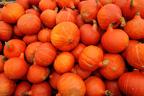 Pumpkins (Cucurbita)