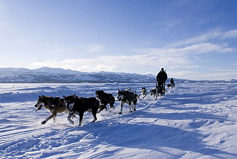 Dog sled team with musher, Lake Laberge, Yukon Territory, Canada