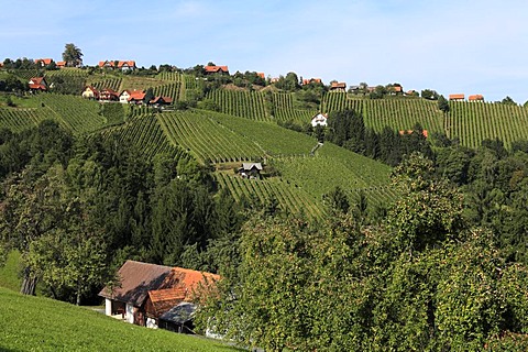 Vine yards on Schilcher Weinstrasse, Steinreib near Stainz, Styria, Austria, Europe