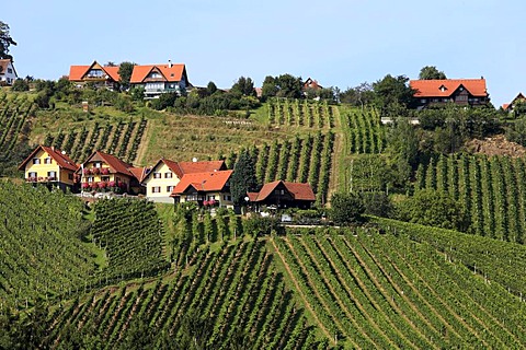 Vine yards on Schilcher Weinstrasse, Steinreib near Stainz, Styria, Austria, Europe