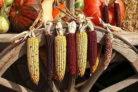 Corn on the cobs as decoration, Styria, Austria, Europe