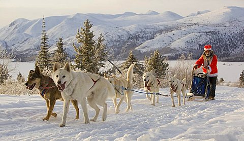 Santa Claus, running sled dogs, Alaskan Huskies, dog team, musher, dog sled race near Whitehorse, Fish Lake behind, Yukon Territory, Canada