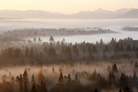 Conifer forest in morning fog, morning mood in the Pupplinger riparian forest near Wolfratshausen, Isar wetlands, Upper Bavaria, Germany, Europe