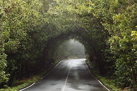 Road leading through a cloud forest, Garajonay National Park, La Gomera, Canary Islands, Spain, Europe