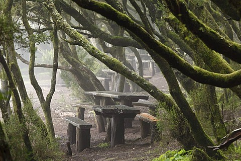 Laguna Grande resting place in a cloud forest, Garajonay National Park, La Gomera, Canary Islands, Spain, Europe