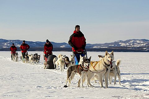 Men, mushers with dog sleds, teams of sled dogs, Alaskan Huskies, frozen Lake Laberge, Yukon Territory, Canada