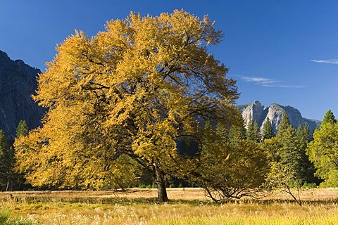 Oak tree (Quercus) in Yosemite Valley, Yosemite National Park, California, USA