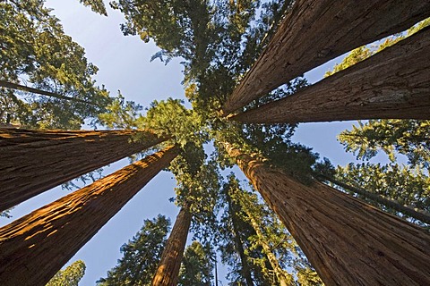 Giant Sequoias (Sequoiadendron giganteum) from below, Giant Forest, Sequoia National Park, California, USA