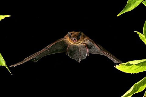 Nathusius' Pipistrelle (Pipistrellus nathusii)