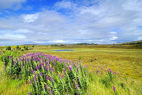 Fireweed or Rosebay Willowherb (Epilobium angustifolium) in a grassy landscape, Scotland, Great Britain, Europe