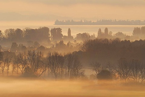 Early morning fog over Radolfzeller Aachried, county Constance, Baden-Wuerttemberg, Germany, Europe