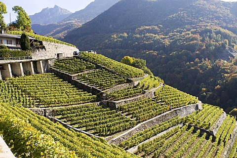 Vintage of Chasselas in the steepy vineyards close to Lausanne, Kanton Waadt, Switzerland, Europe