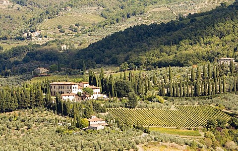 Landscape with vineyards and forests near San Casciano in Chianti, Tuscany, Italy, Europe