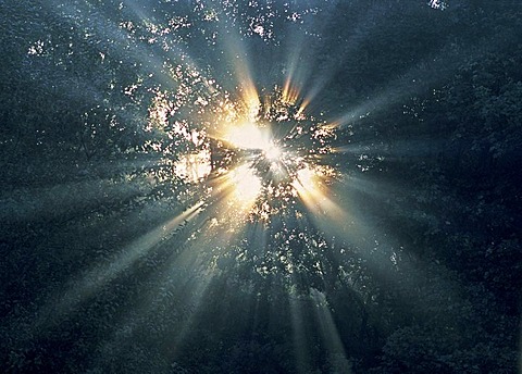 The first beams of the morning sun breaking through the morning mist and leaves, deciduous forest, Southern England, Great Britain, Europe