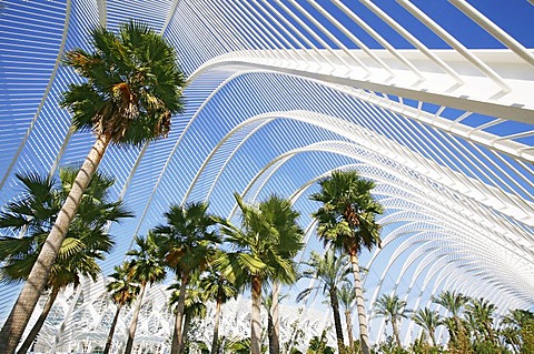 Architectural arch construction with palm trees in the Ciudad de las Artes y las Ciencias, City of Arts and Sciences, Valencia, Spain, Europe