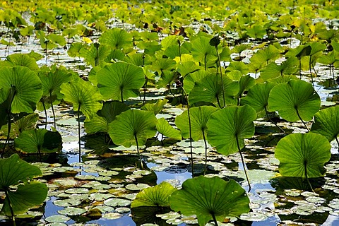 American Lotus (Nelumbo lutea Willd), leaves, backlit, Swartswoodlake, Swartswood, Sussex, New Jersey, USA