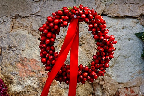 Wreath of Dog Rose (Rosa canina) hips with a red ribbon, Wachenroth, Middle Franconia, Bavaria, Germany, Europe