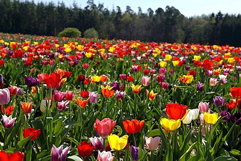 Blossoming Tulips (Tulipa), self service, Kleingeschaid, Middle Franconia, Bavaria, Germany, Europe