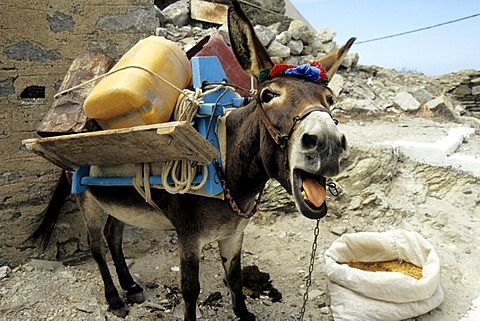 Donkey being disturbed while eating, mountain village Olympos, Karpathos, the Aegean, Dodecanese, Greece, Europe