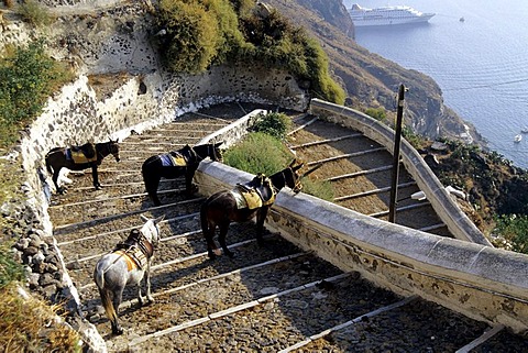 Donkeys and horses with a view in the caldera, stairway to the port of the capital Fira, Mesa Gialos, Santorini or Thira, Cyclades, Aegean Sea, Mediterranean Sea, Greece, Europe