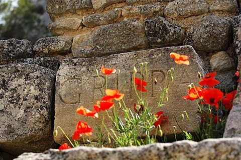 Poppy flowers in front of a stone tablet in the Temple Agrippa in Glanum, Plateau des Antiques, Saint Remy de Provence, Provence, France, Europe