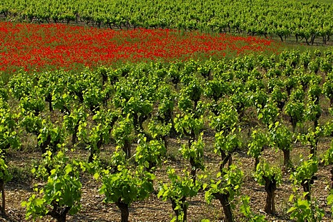 Vineyards and poppy field, Ardeche, Rhone-Alpes, France, Europe