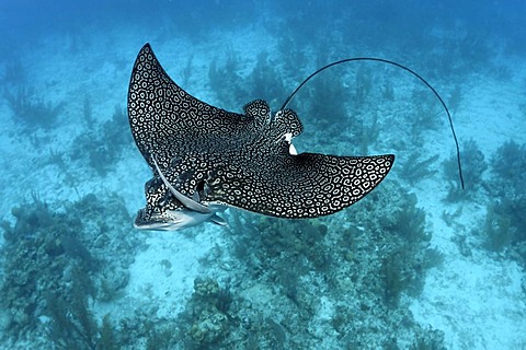 Spotted Eagle Ray (Aetobatus narinari) from above with dotted markings, Live Sharksuckers (Echeneis naucrates) above a coral reef with sandbanks, Half Moon Caye, Lighthouse Reef, Turneffe Atoll, Belize, Central America, Caribbean