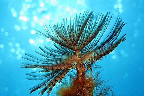 European Fan Worm (Sabella spallanzanii), crown of tentacles with backlighting, Cyprus, Asia, Mediterranean Sea