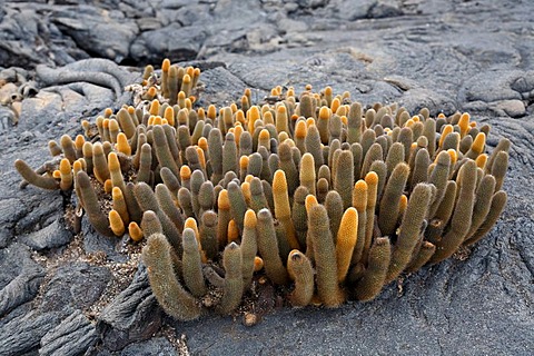 Lava cactus, (Brachycereus nesioticus), growing out of crack in lava rock, Fernandina, Punta Espinosa, island, Galapagos archipelago, Unesco World Heritage Site, Ecuador, South America, Pacific