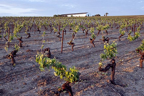 Grapevines, Jerez de la Frontera, Andalusia, Spain, Europe