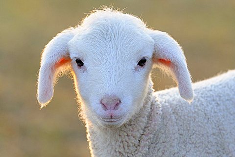 Domestic sheep, merino sheep, lamb, portrait