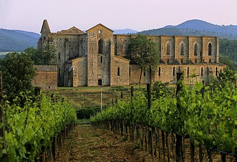 Ruin of the Abteibasilika Basilica, Abbazia di San Galgano cisterician abbey near Chiusdino, Siena Province, Tuscany, Italy, Europe