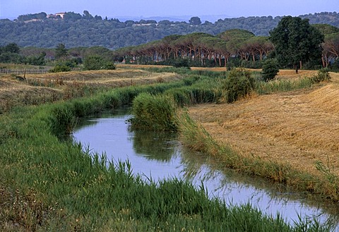 Spergolaia, marshes in the Maremma Nature Park near Alberese, Province of Grosseto, Tuscany, Italy, Europe