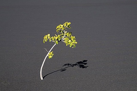 Single tree on volcanic ash, Pico de Fogo Volcano, Fogo Island, Cape Verde Islands, Africa