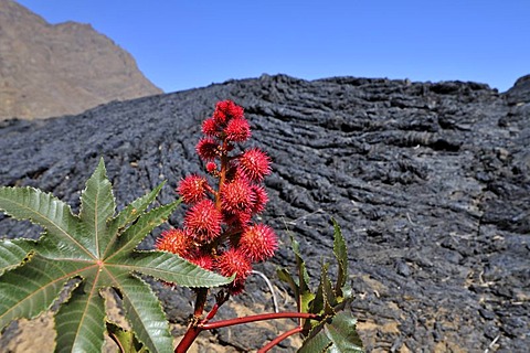 Castor Oil plant (Ricinus communis) in front of P&hoehoe lava, Cha das Caldeiras, Pico de Fogo Volcano, Fogo Island, Cape Verde Islands, Africa