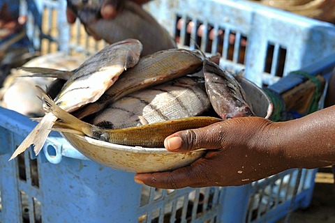 Hands of a market-woman holding a bowl of fish, Sal Rei, Boa Vista Island, Republic of Cape Verde, Africa