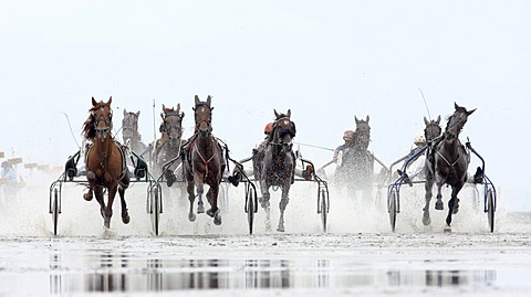 Trotting race, Duhner Wattrennen, Duhnen Trotting Races 2008, the only horse race in the world on the sea bed, Cuxhaven, Lower Saxony, Germany, Europe