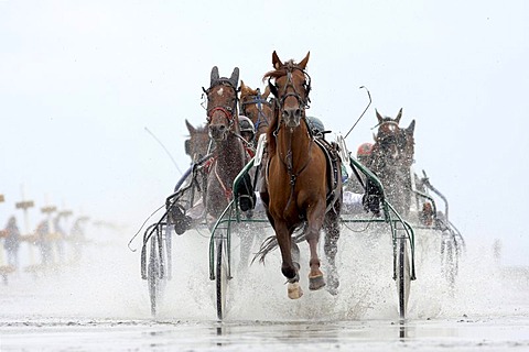 Trotting race, Duhner Wattrennen, Duhnen Trotting Races 2008, the only horse race in the world on the sea bed, Cuxhaven, Lower Saxony, Germany, Europe