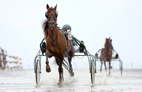 Trotting racer, Duhner Wattrennen, Duhnen Trotting Races 2008, the only horse race in the world on the sea bed, Cuxhaven, Lower Saxony, Germany, Europe