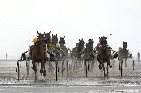 Trotting race, Duhner Wattrennen, Duhnen Trotting Races 2008, the only horse race in the world on the sea bed, Cuxhaven, Lower Saxony, Germany, Europe