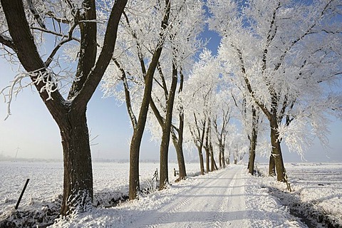 Road through Blockland landscape conservation area in the winter with hoarfrosted trees, Bremen, Germany, Europe