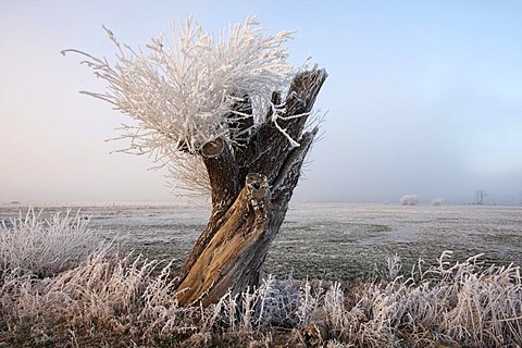 Hoarfrosted pollarded willow, Naturschutzgebiet Wuemmewiesen nature reserve, Bremen, Germany, Europe