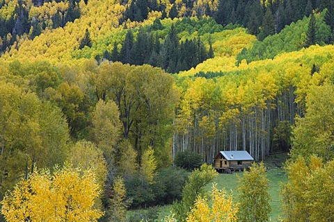 Log cabin, aspen trees and cottonwoods in fall colors, Dolores, San Juan National Forest, Colorado, USA