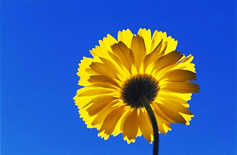 Desert Marigold (Baileya multiradiata), blossom, Big Bend National Park, West Texas, USA