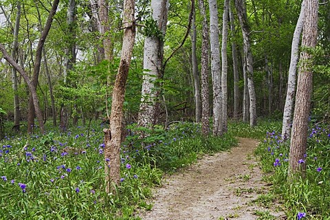 Prairie Spiderwort (Tradescantia occidentalis), blooming on forest floor and trail, Palmetto State Park, Gonzales County, Ost-Texas, USA